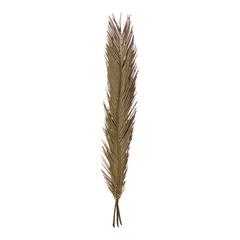 TIGES DE PALMIER CYCAS X3 PCS