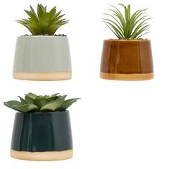 ASST PLANTES VINTAGE