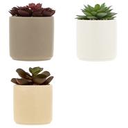 ASST PLANTES DANS POT D.10CM ASST PLANTES DANS POT D.10CM