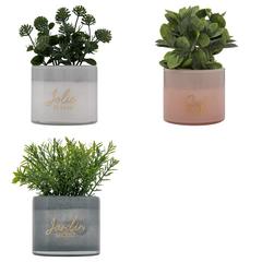 ASST PLANTES GRASSES TAYLI ASST PLANTES GRASSES TAYLI