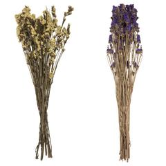 MYOSOTIS SECHE H59CM 2 ASSORT